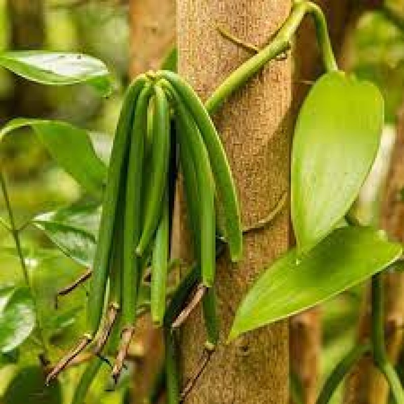 Vanilla from Tanzania